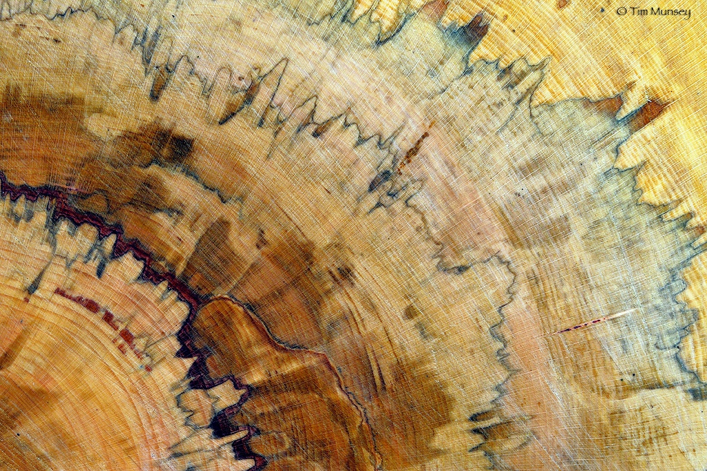 Spalted Beech.jpg